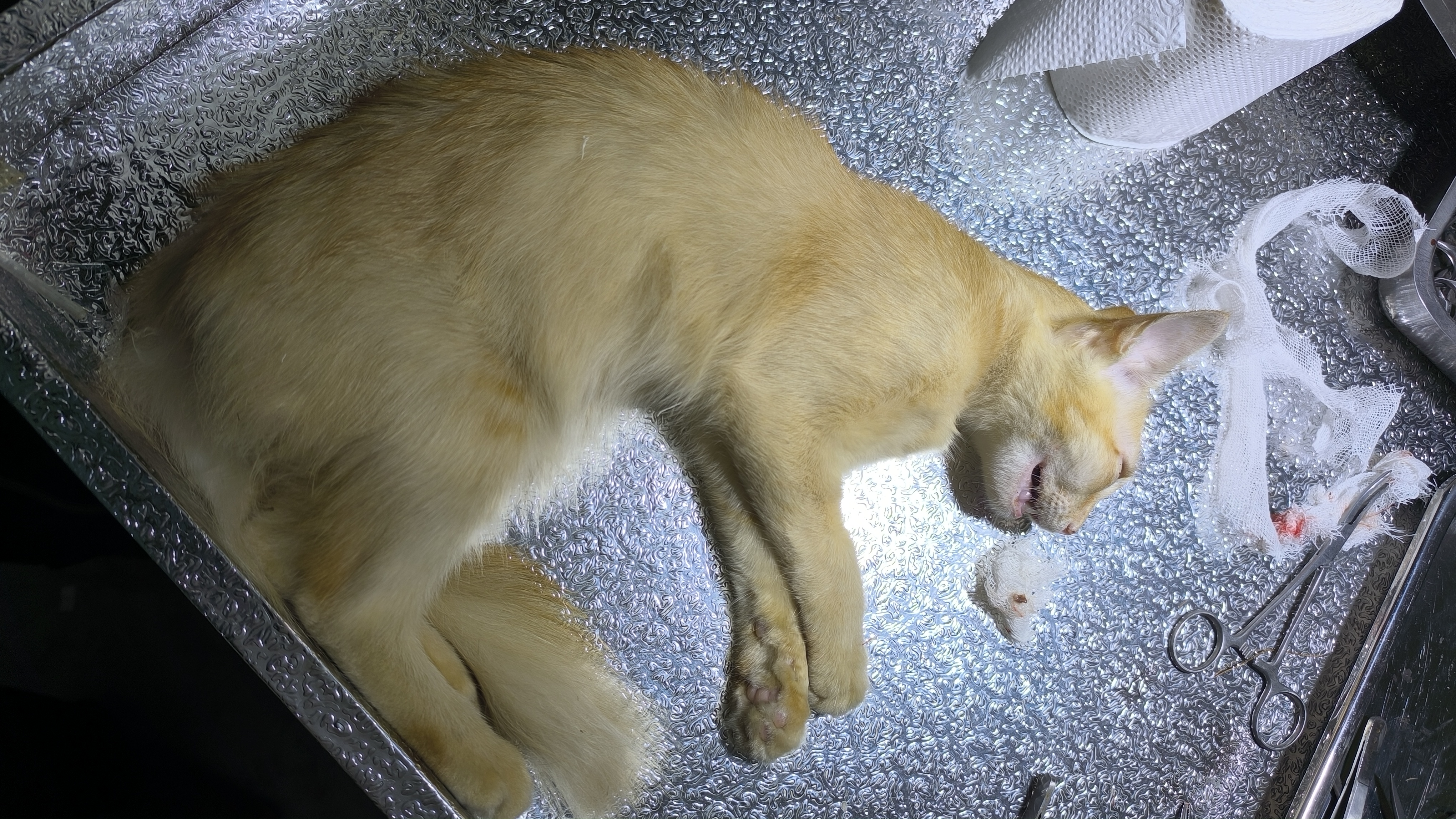 Cat Gromming Services 2025 offer