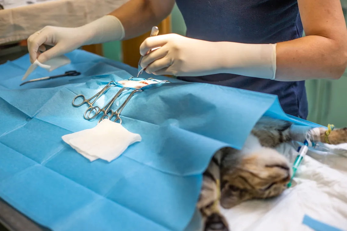 Cat Spaying Offer 2025