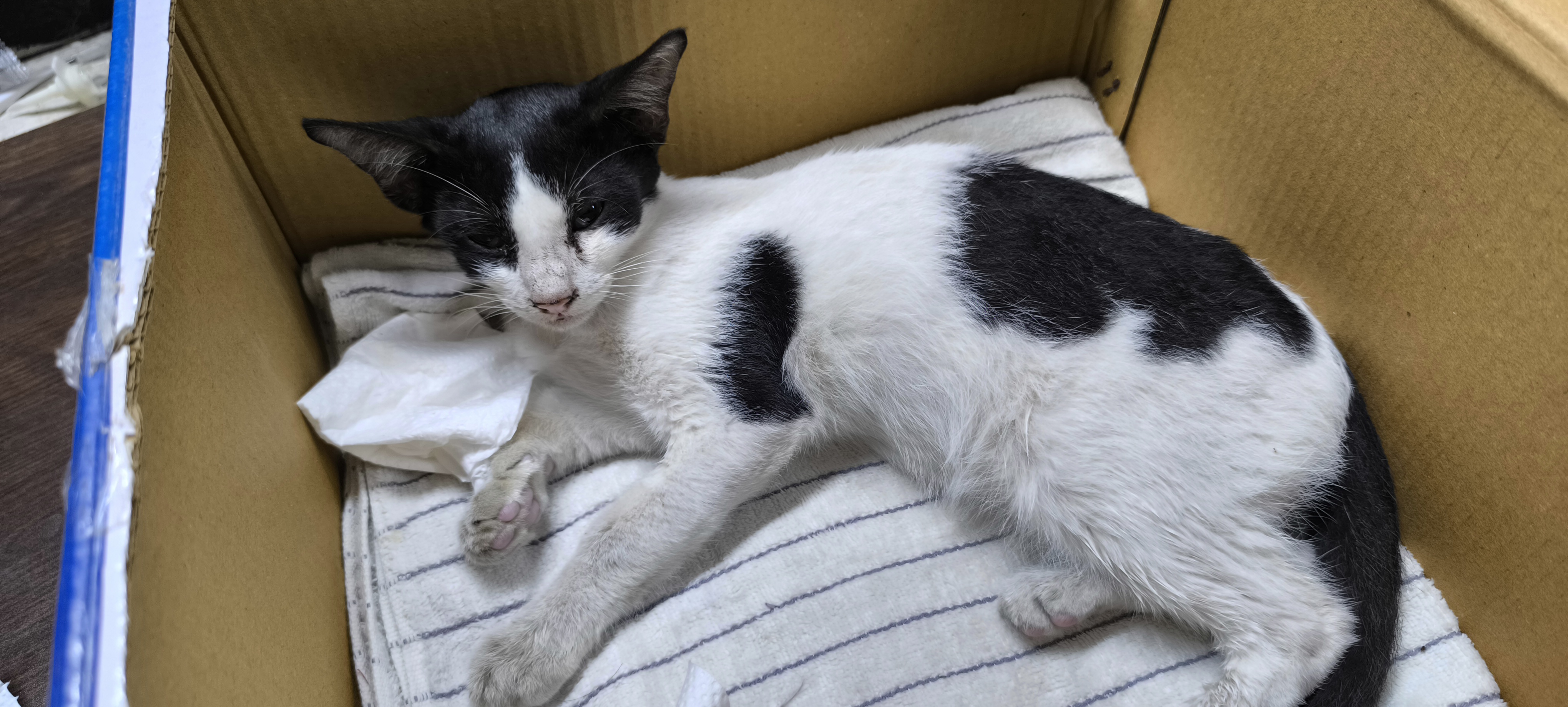 Laborum quo dolore e