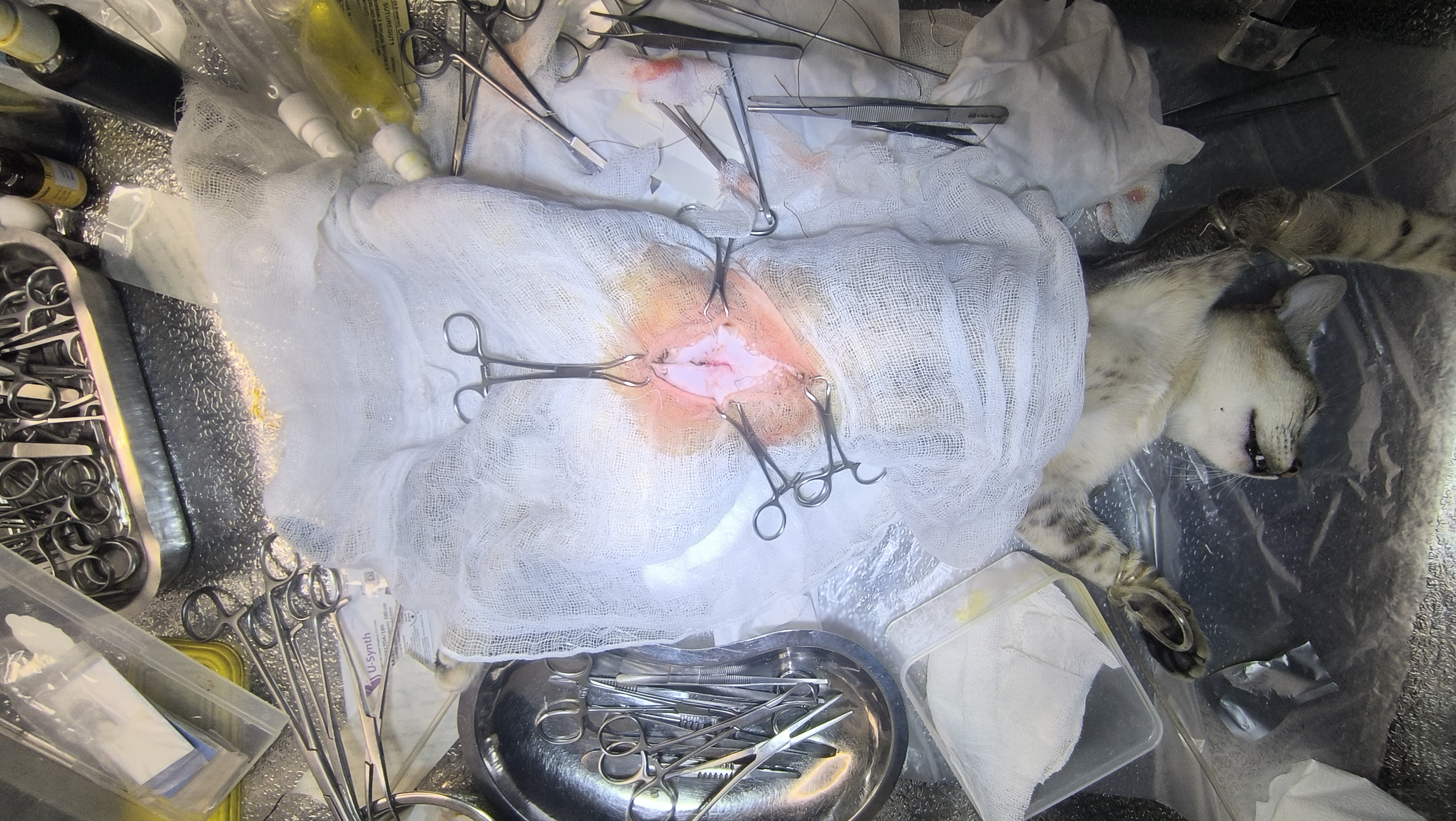 Incididunt voluptati