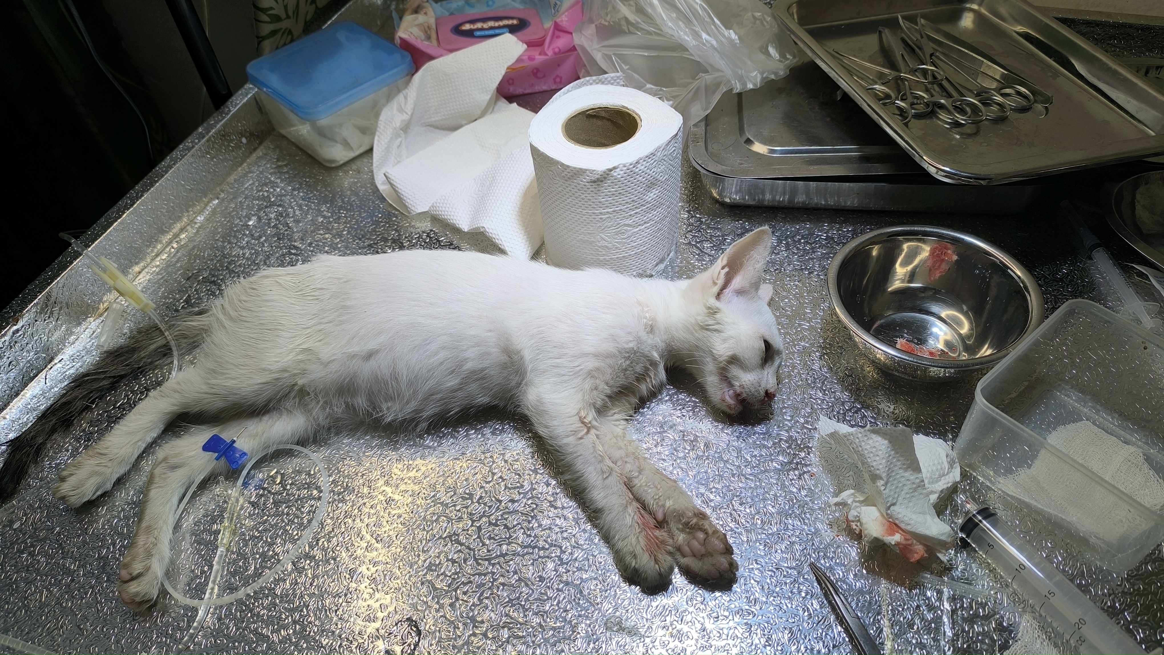 Emmergency Veterinary Services | Bala G Pet Clinic